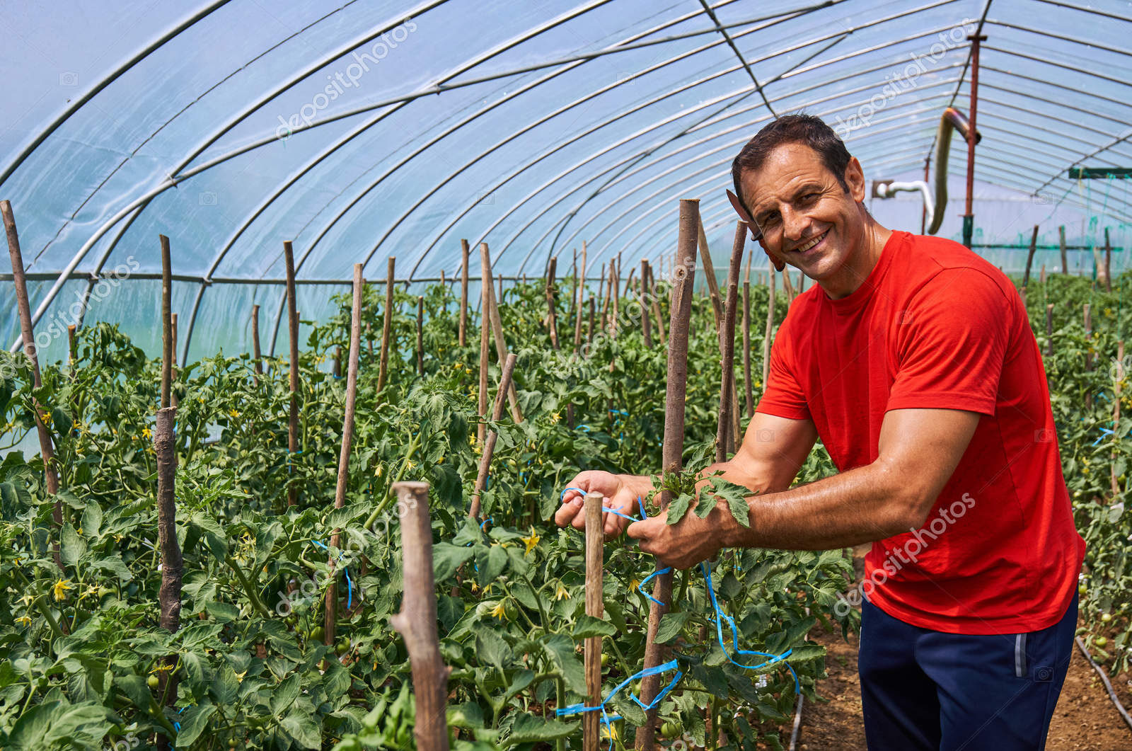 Farmer man working on his tomatoes in the greenhouse