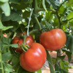 Beefsteak tomato