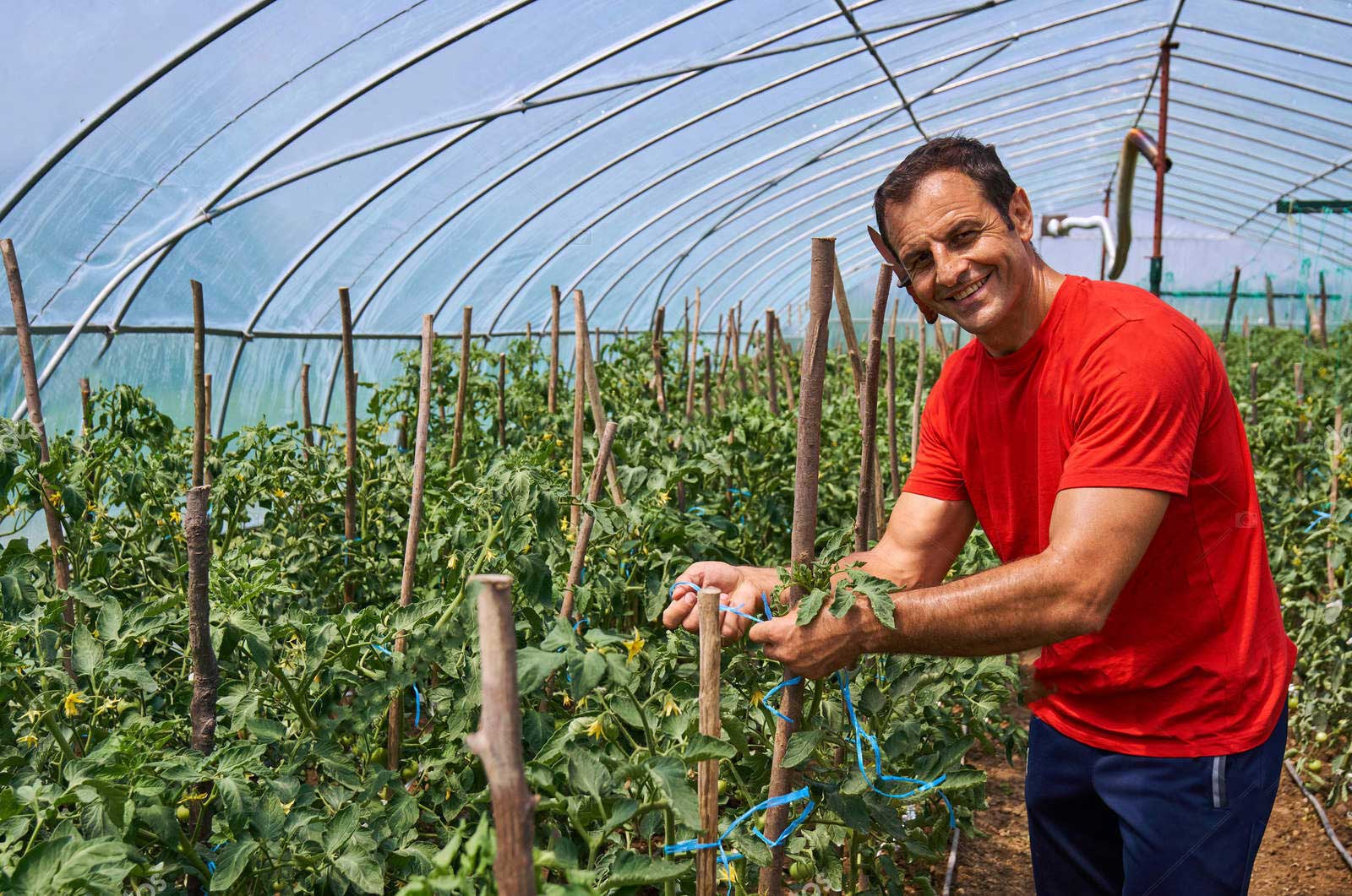 depositphotos_157359654-stock-photo-farmer-man-on-tomatoes-e1703175420946